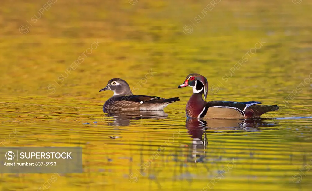 Male And Female Wood Duck (Aix Sponsa) With Reflection Swimming In Bright Yellow Waters