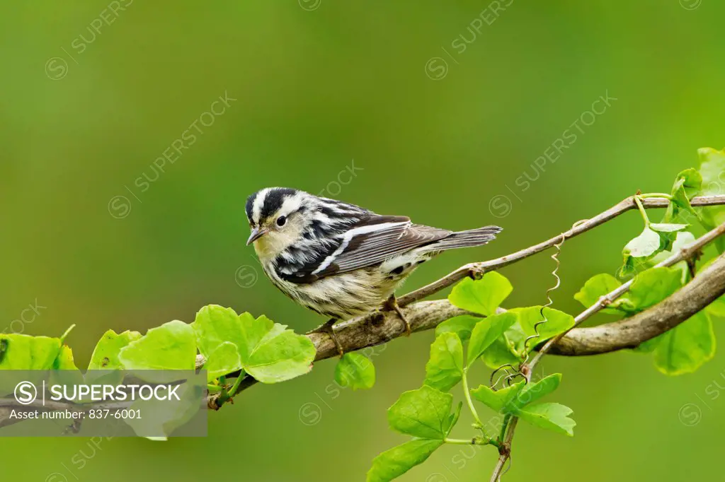 Black-And-White Warbler (Mniotilta varia) perching on a branch