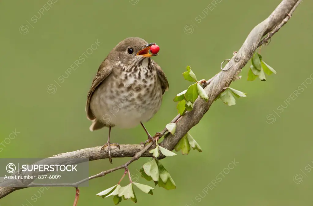 Grey-Cheeked Thrush (Catharus minimus) with a red berry in his beak while perching on a branch