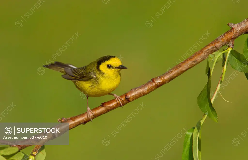 Female Hooded Warbler (Wilsonia citrina) perching on a branch