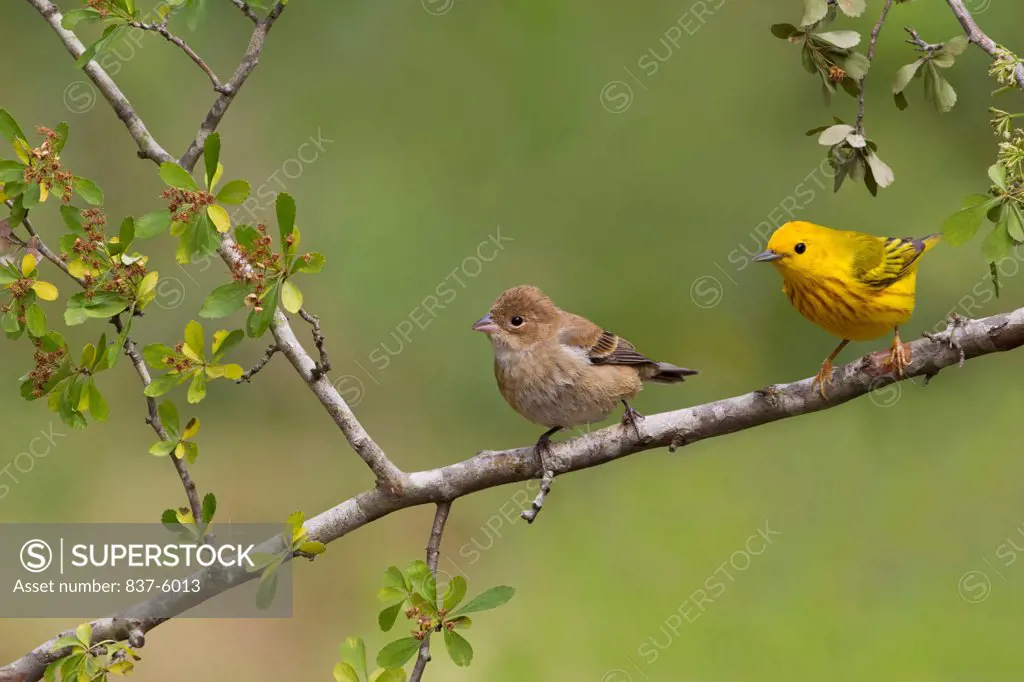 Female Indigo Bunting (Passerina cyanea) and male Yellow Warbler (Dendroica petechia) perching on a branch
