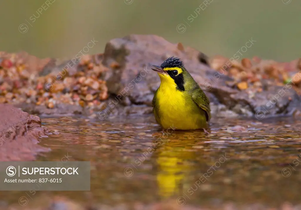 Kentucky Warbler (Oporornis formosus) calling in a small bathing area