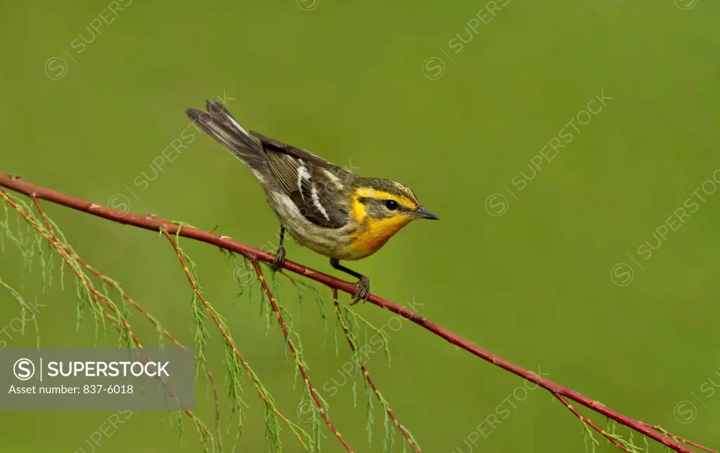 Female Magnolia Warbler (Dendroica magnolia) perching on a branch