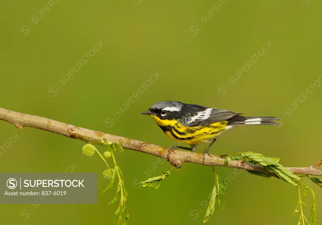 Male Magnolia Warbler (Dendroica magnolia) perching on a branch