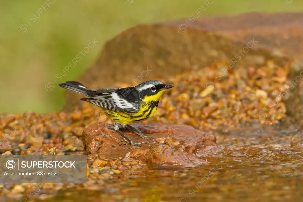 Magnolia Warbler (Dendroica magnolia) perching on a rock near a pond