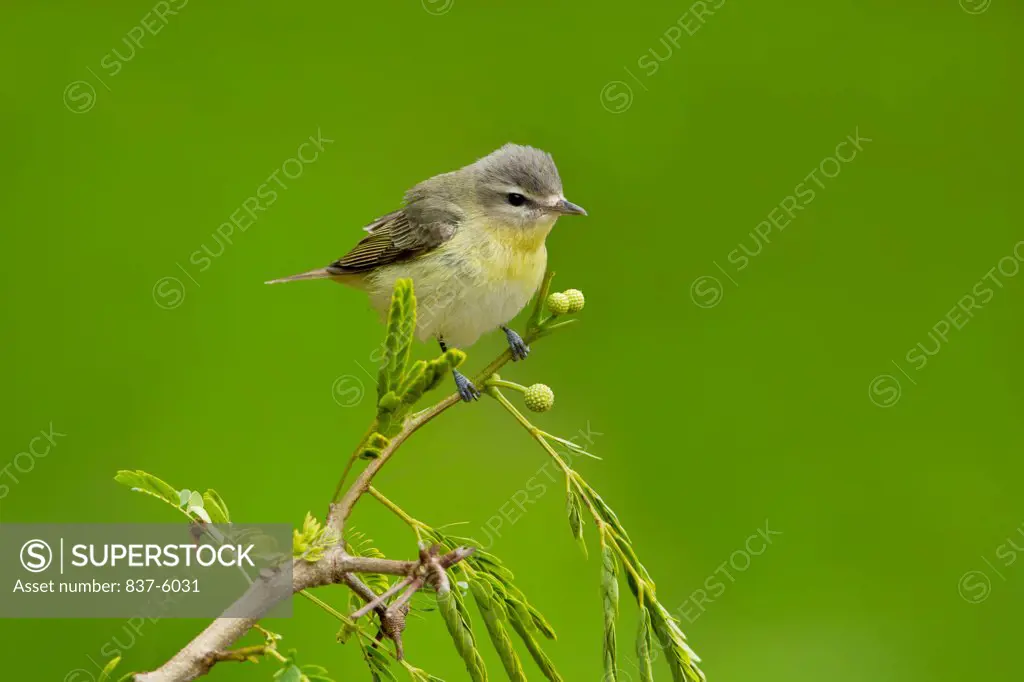 Philadelphia Vireo (Vireo philadelphicus) perching on a small branch with green leaves