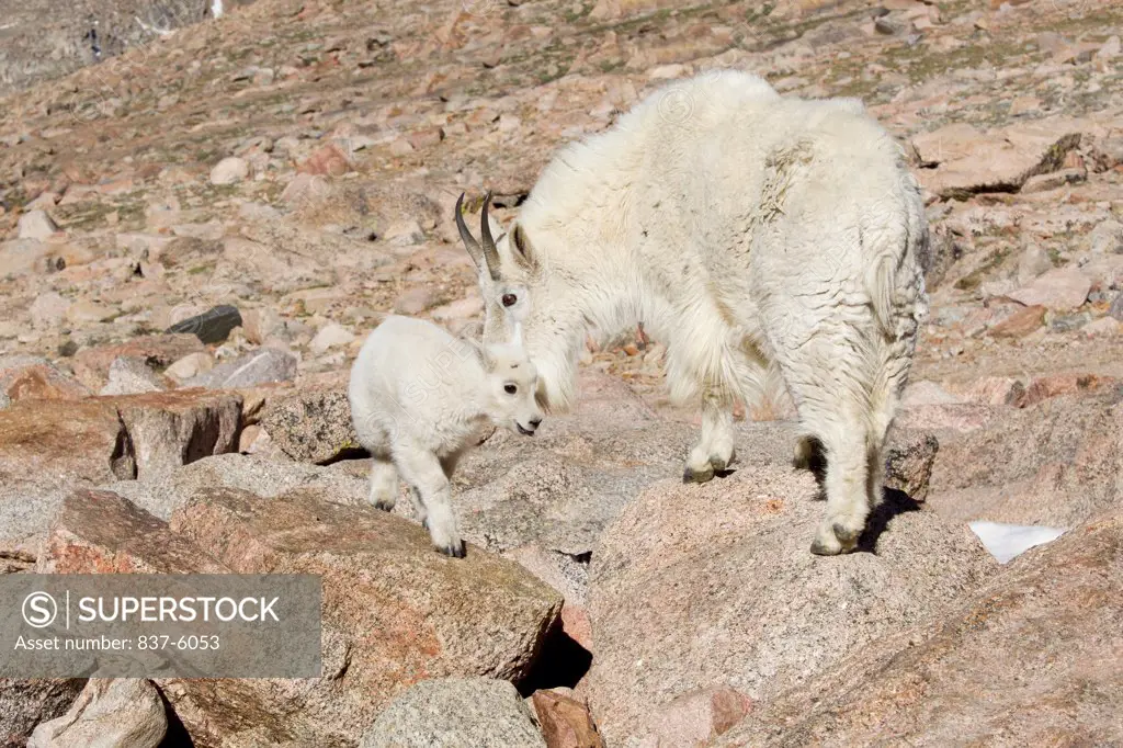 Mountain goat (Oreamnos americanus) affectonately nudging a kid
