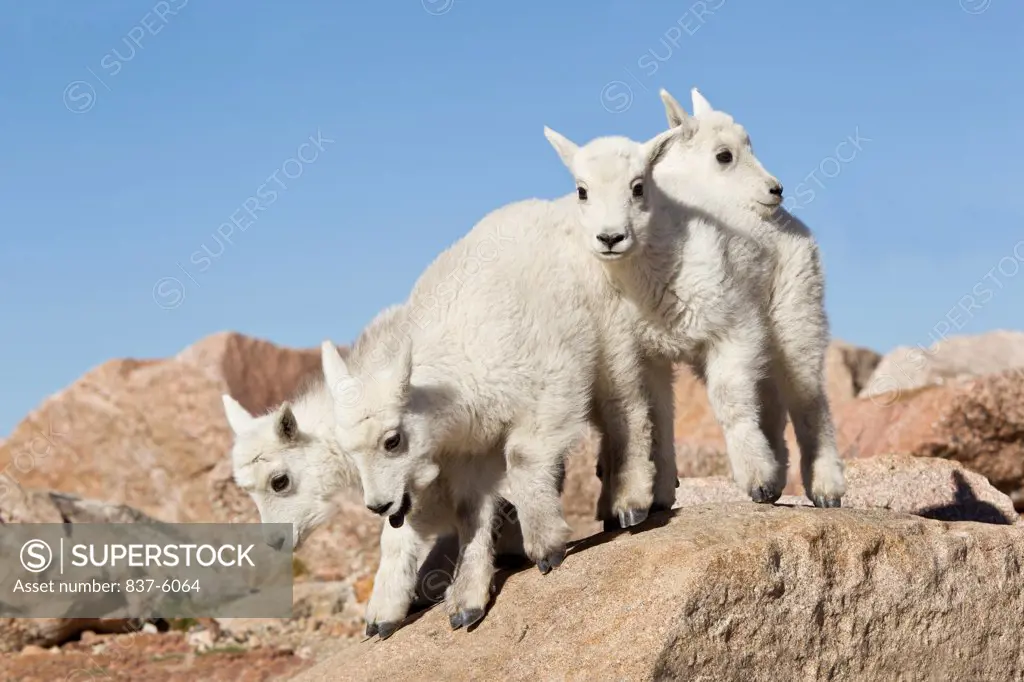 Four young Mountain goat (Oreamnos americanus) kids frolicking on a rock