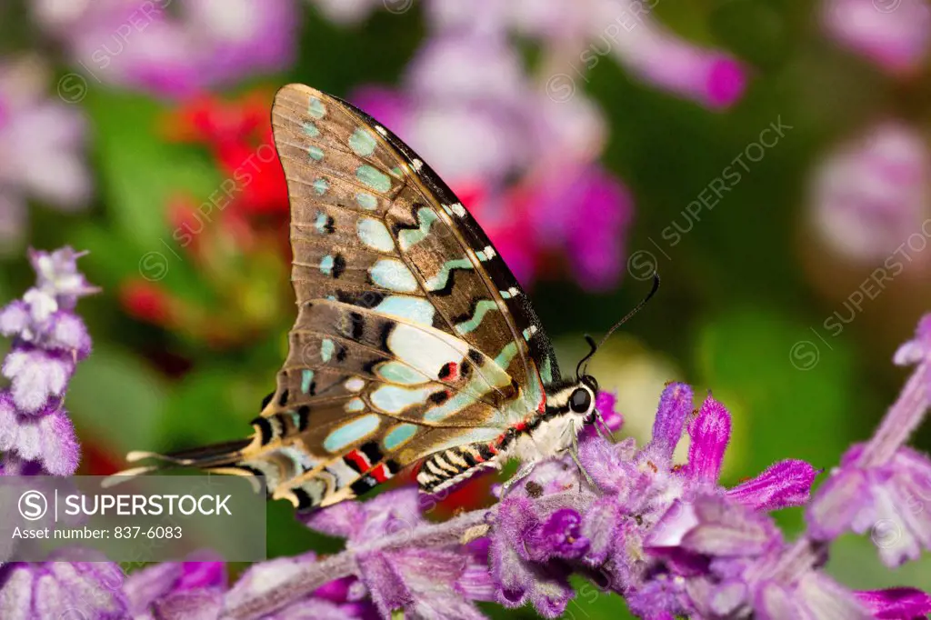 Close-up of a Larger Striped Swordtail butterfly (Graphium antheus) perching on Mexican sage flowers