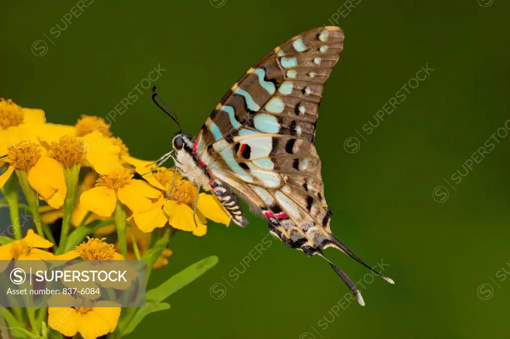 Close-up of a Larger Striped Swordtail butterfly (Graphium antheus) perching yellow flowers