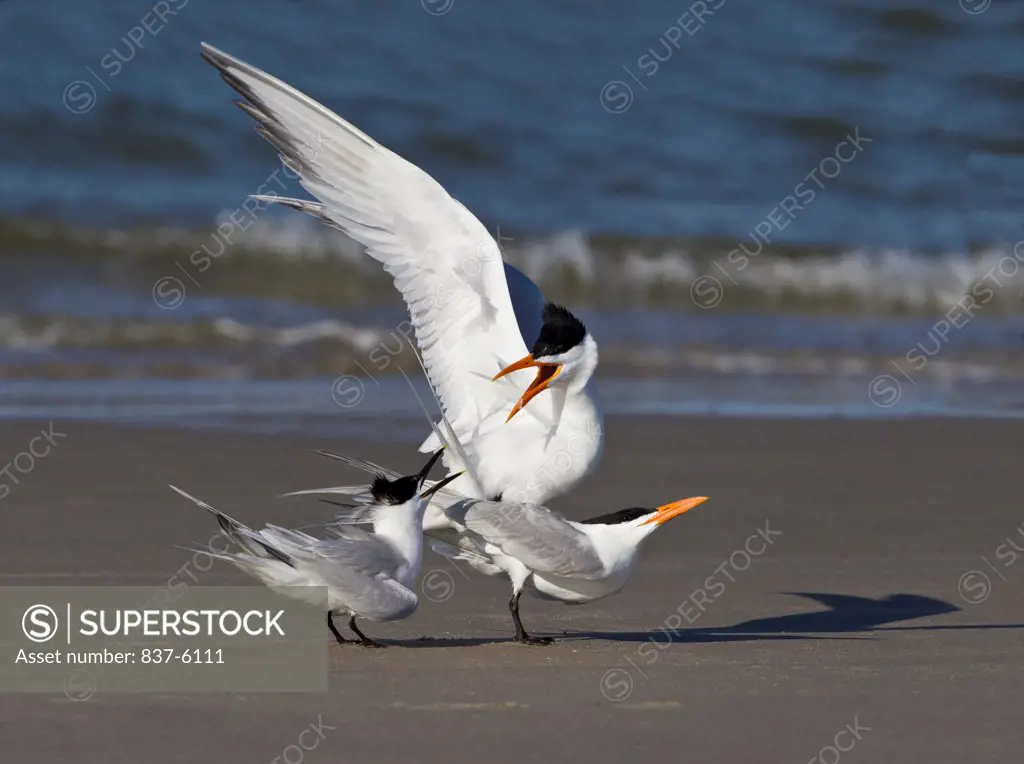 Mating royal terns (Sterna maxima) disturbed by sandwich tern