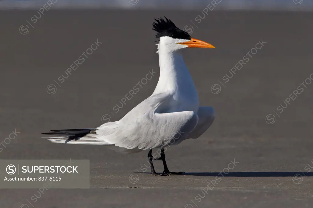 Side view of Royal terns (Sterna maxima)