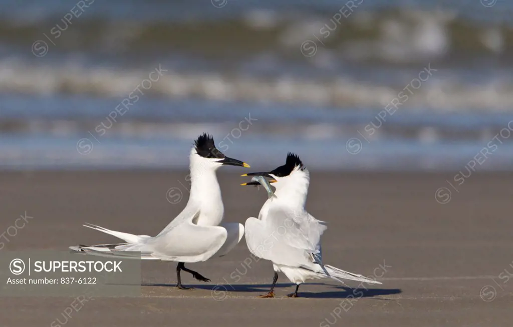Pair of sandwich terns (Sterna sandvicensis) doing their mating ritual dance with fish as enticement