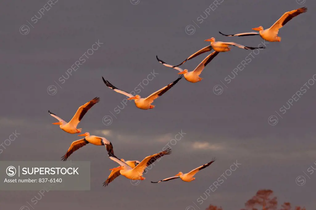 The V formation of white pelicans (Pelecanus erythrorhynchos) in flight lit by early golden light against dark sky