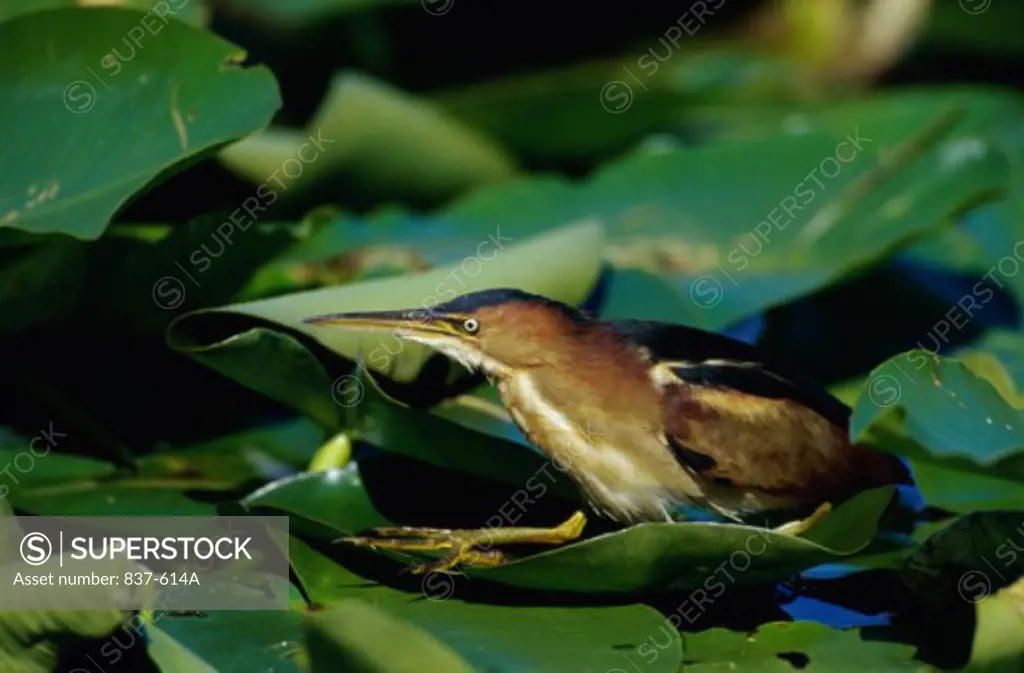 Least Bittarn Everglades National Park Florida USA