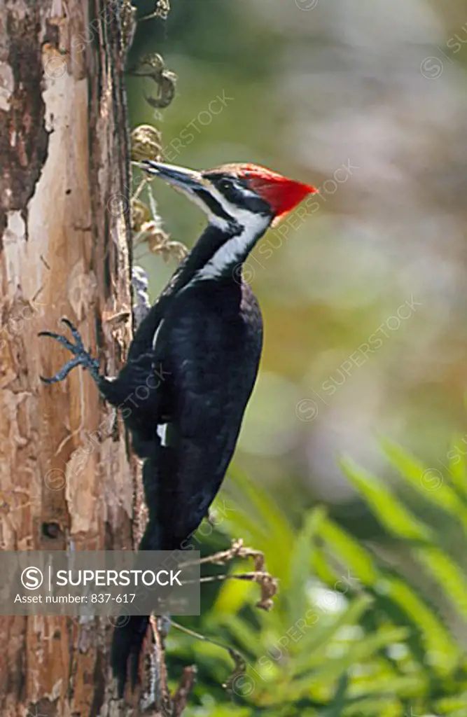 Pileated Woodpecker Audubon Society's Corkscrew Swamp Sanctuary Florida USA