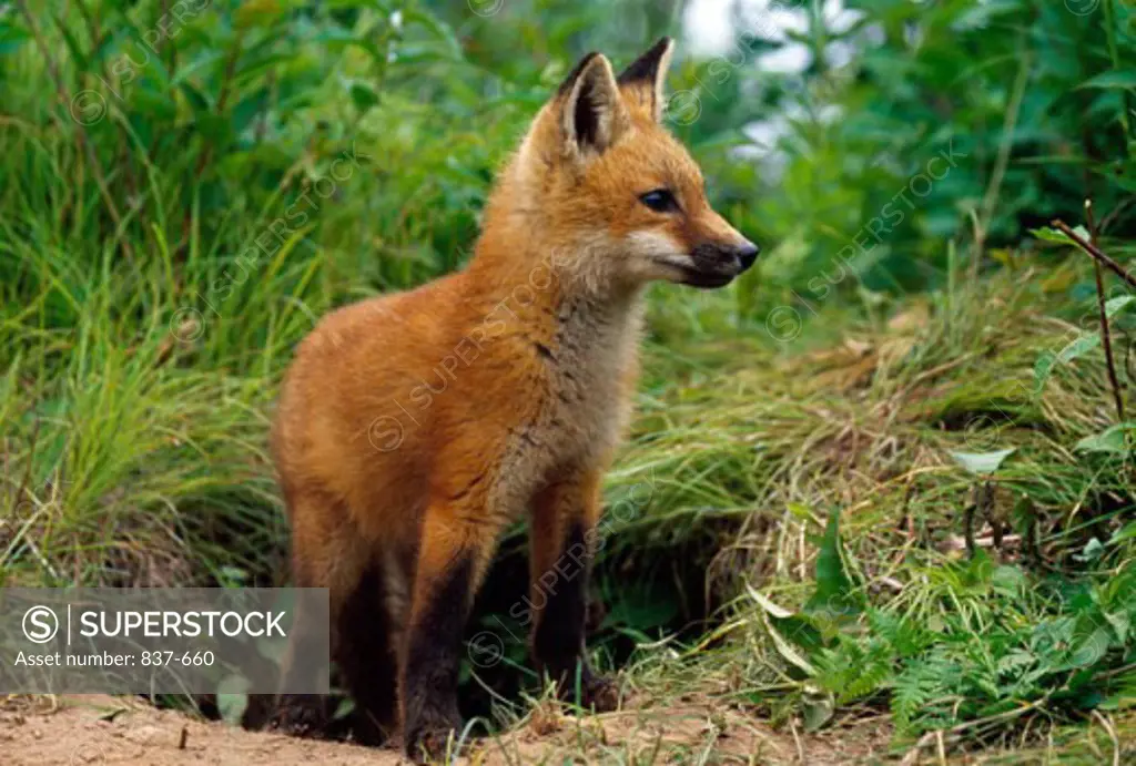 Close-up of a Red Fox standing outside its den (Vulpes vulpes)
