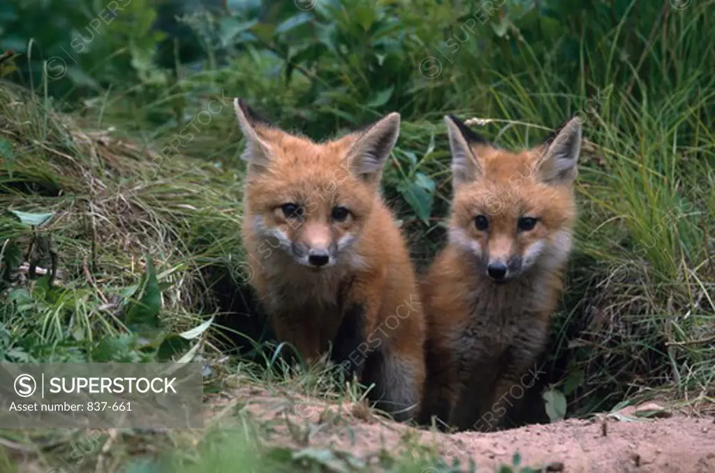 Close-up of two Red Fox pups standing out of their den (Vulpes vulpes)