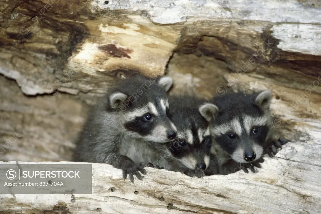 Close-up of Raccoons in the hollow of a tree