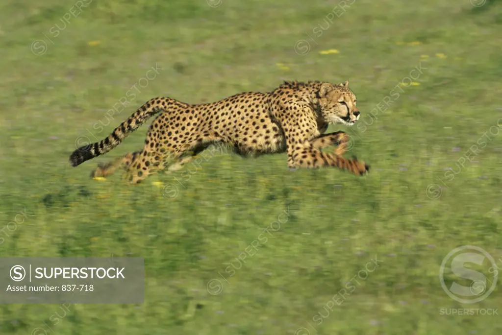 Cheetah    