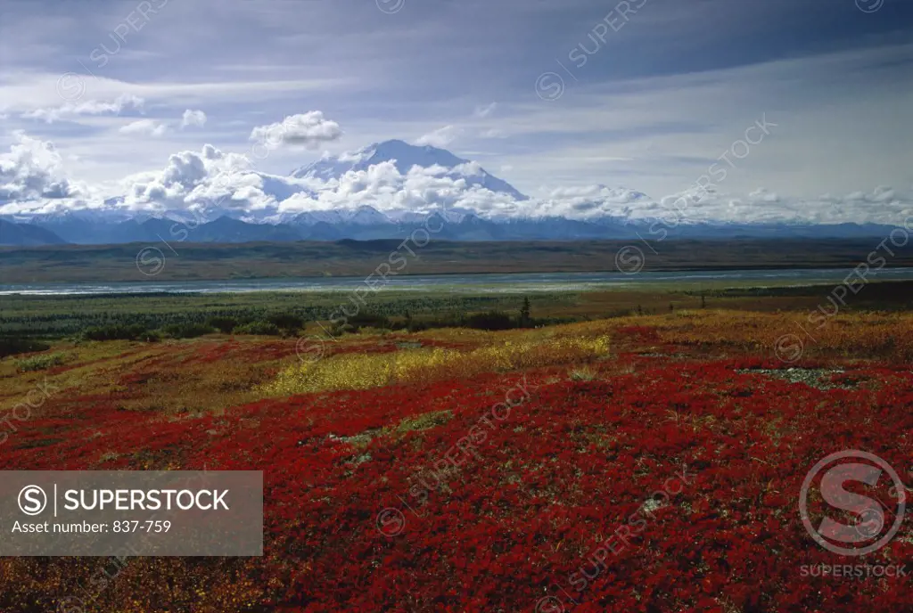 Denali National Park  Alaska USA