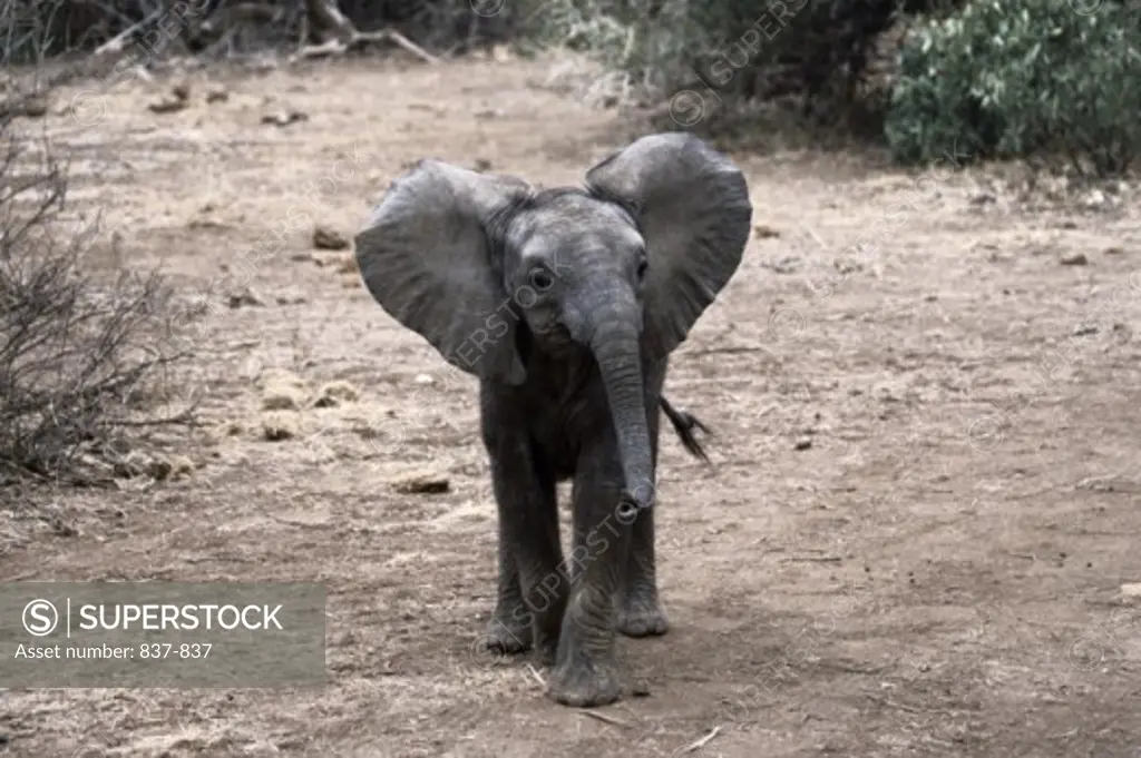 African Elephant Kenya