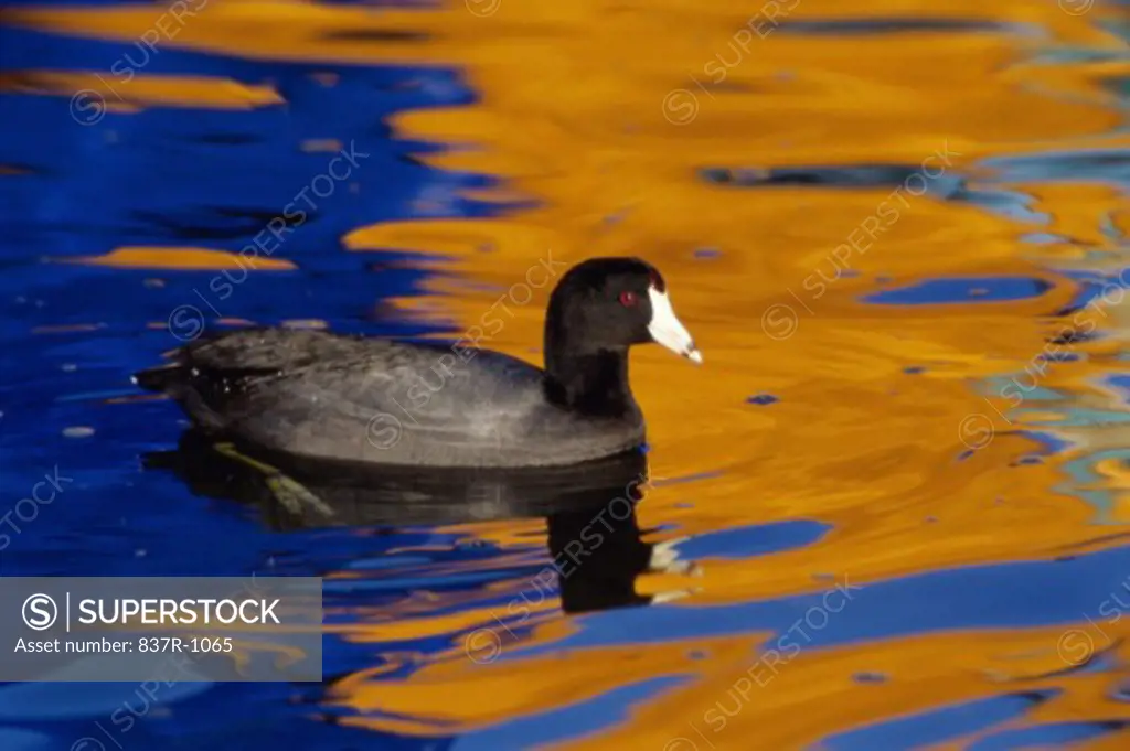 American Coot in water