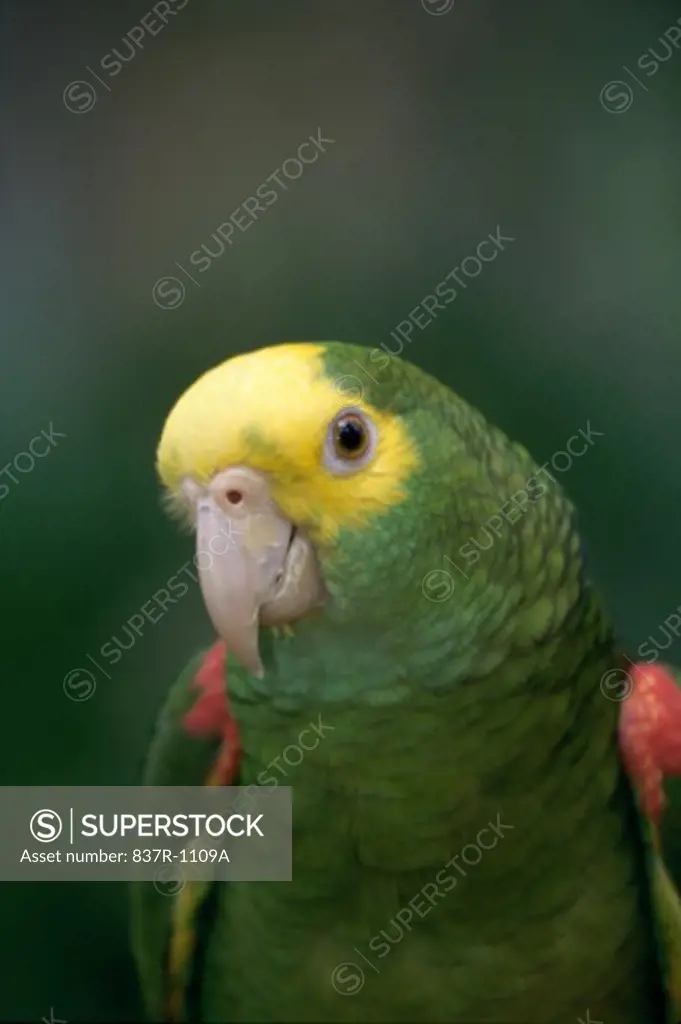 Close-up of a Yellow-headed Parrot