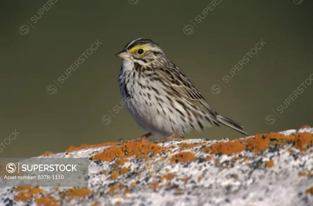 Savannah Sparrow on a rock