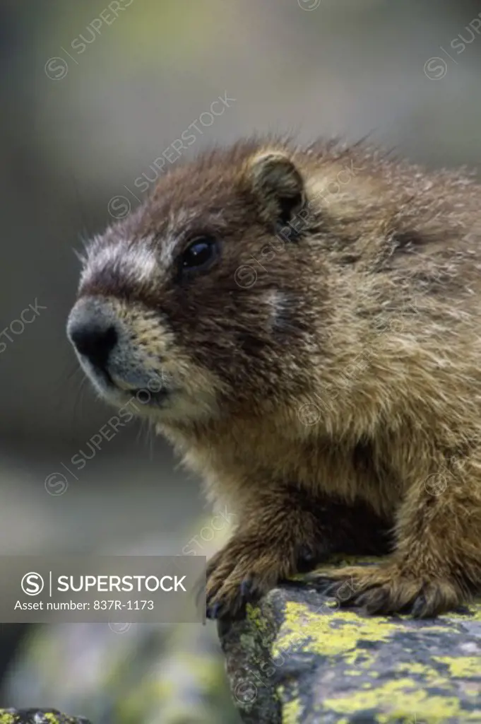Close-up of a groundhog