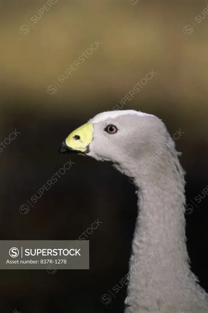 Close-up of a Cape Barren Goose