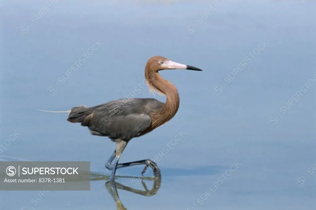 Reddish Egret in water