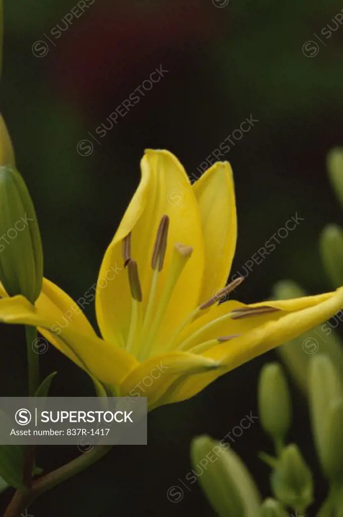 Close-up of a lily