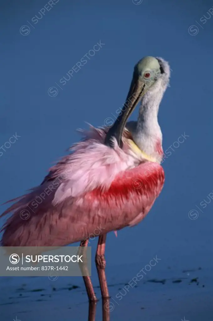 Close-up of a Roseate Spoonbill