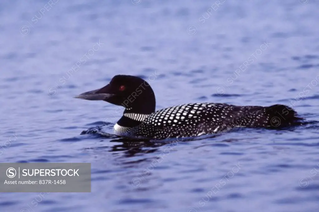 Common Loon floating on water