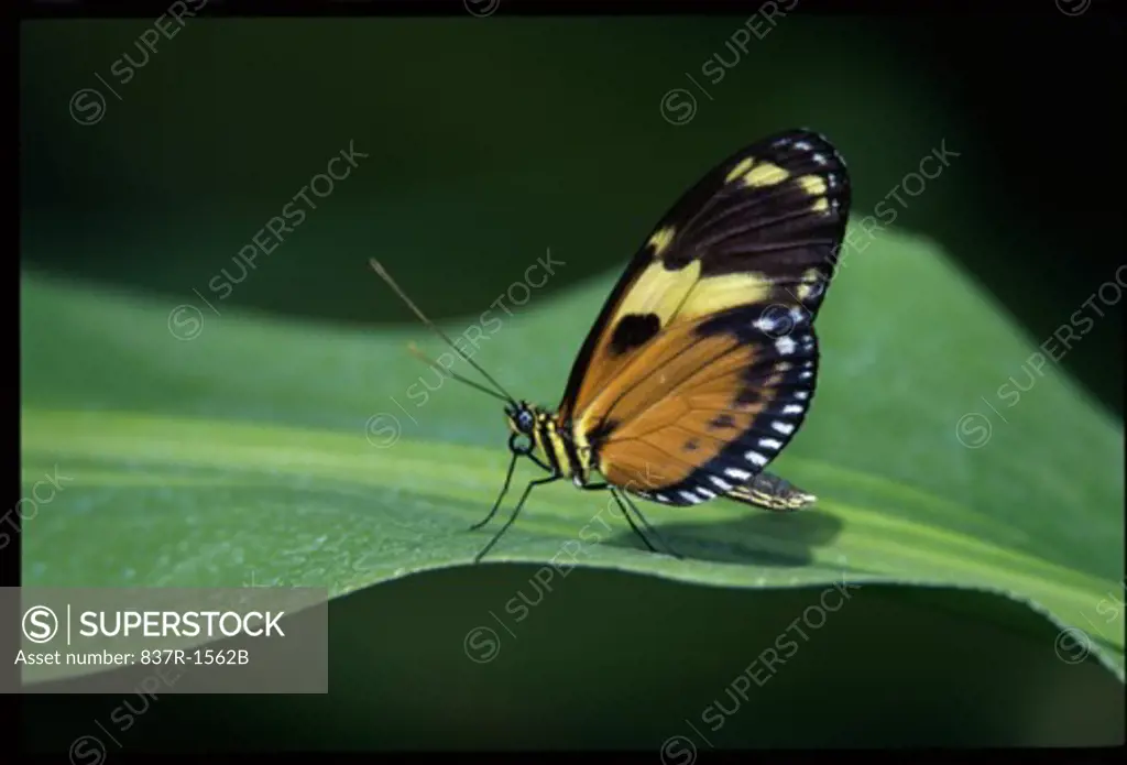 Close-up of a Tiger Longwing butterfly on a leaf