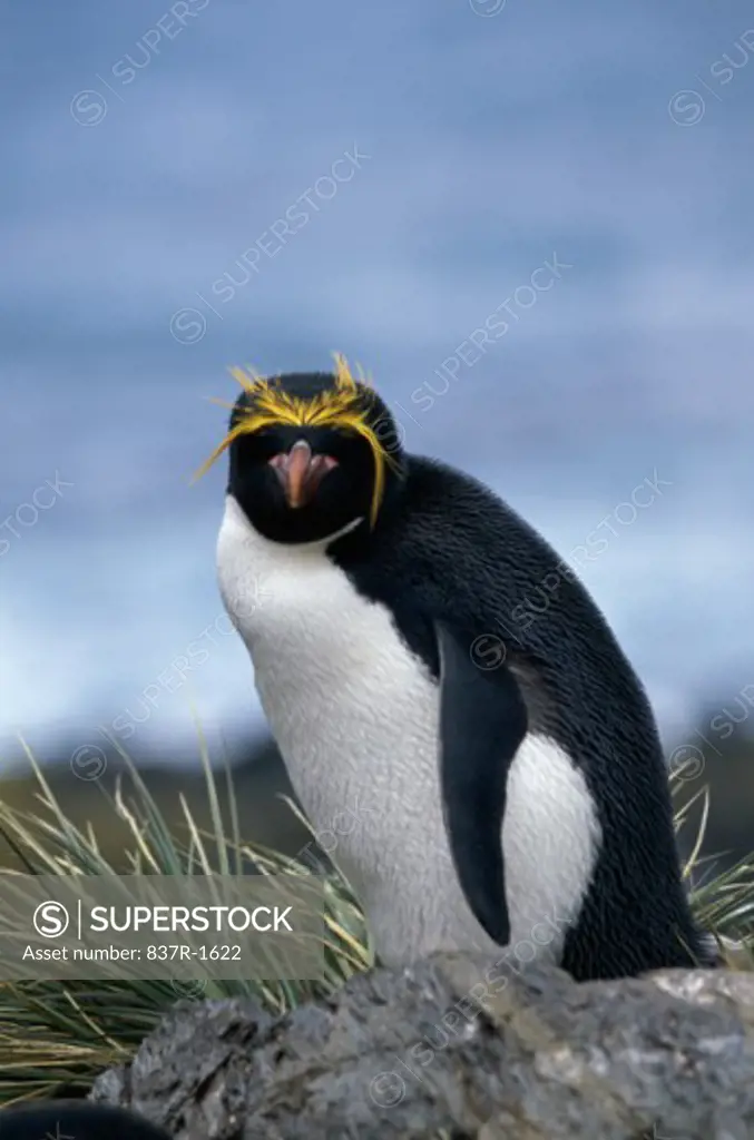 Close-up of a Macaroni Penguin
