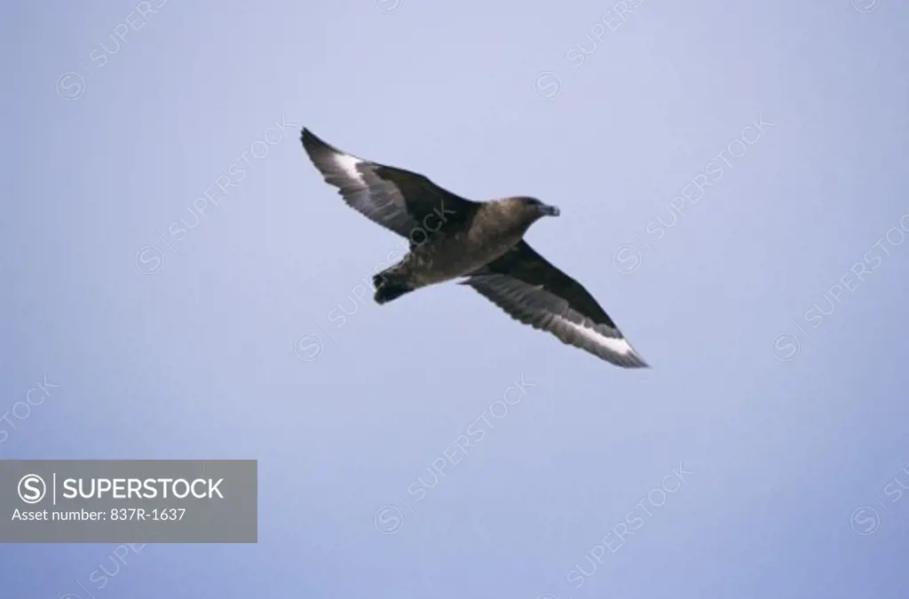 Low angle view of a Brown Skua flying in the sky