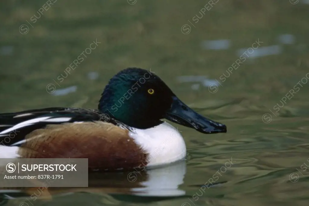 Northern Shoveler floating on water (Anas clypeata)