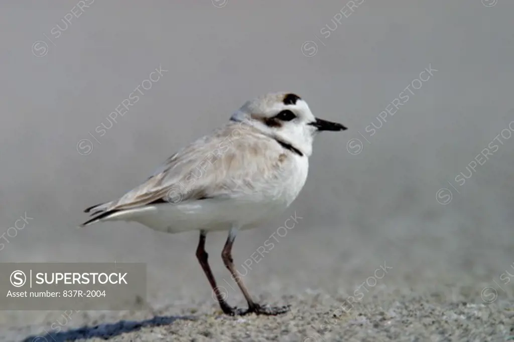 Side view of a Snowy Plover