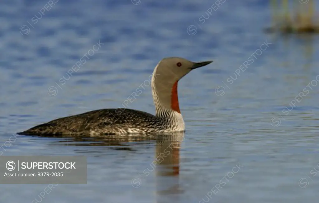 Red-Throated Loon floating on water