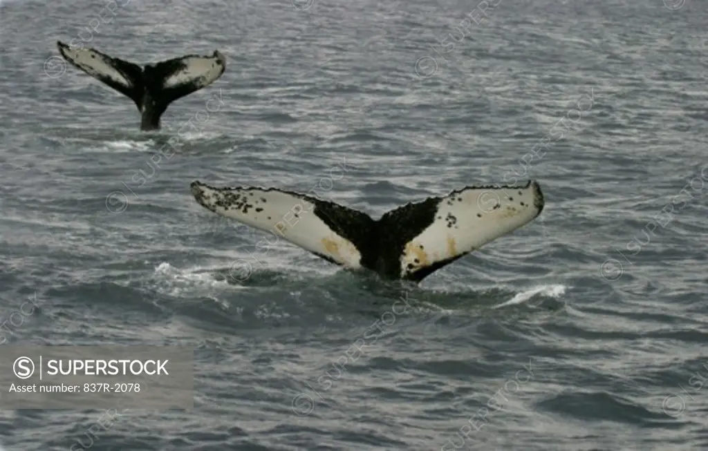 Tail fins of two Humpback whales (Megaptera novaeangliae)