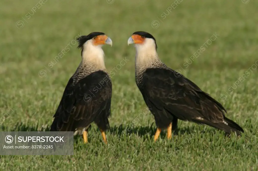 Two Crested Caracaras Hawks on a lawn