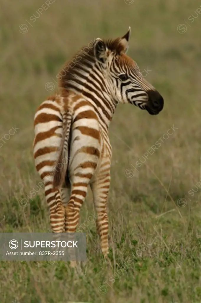 Rear view of a zebra foal