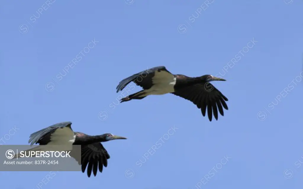 Low angle view of two Abdim Storks flying in the sky