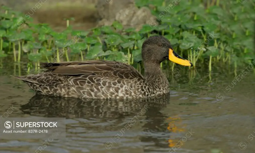 Yellow-billed Duck floating on water (Anas undulata)