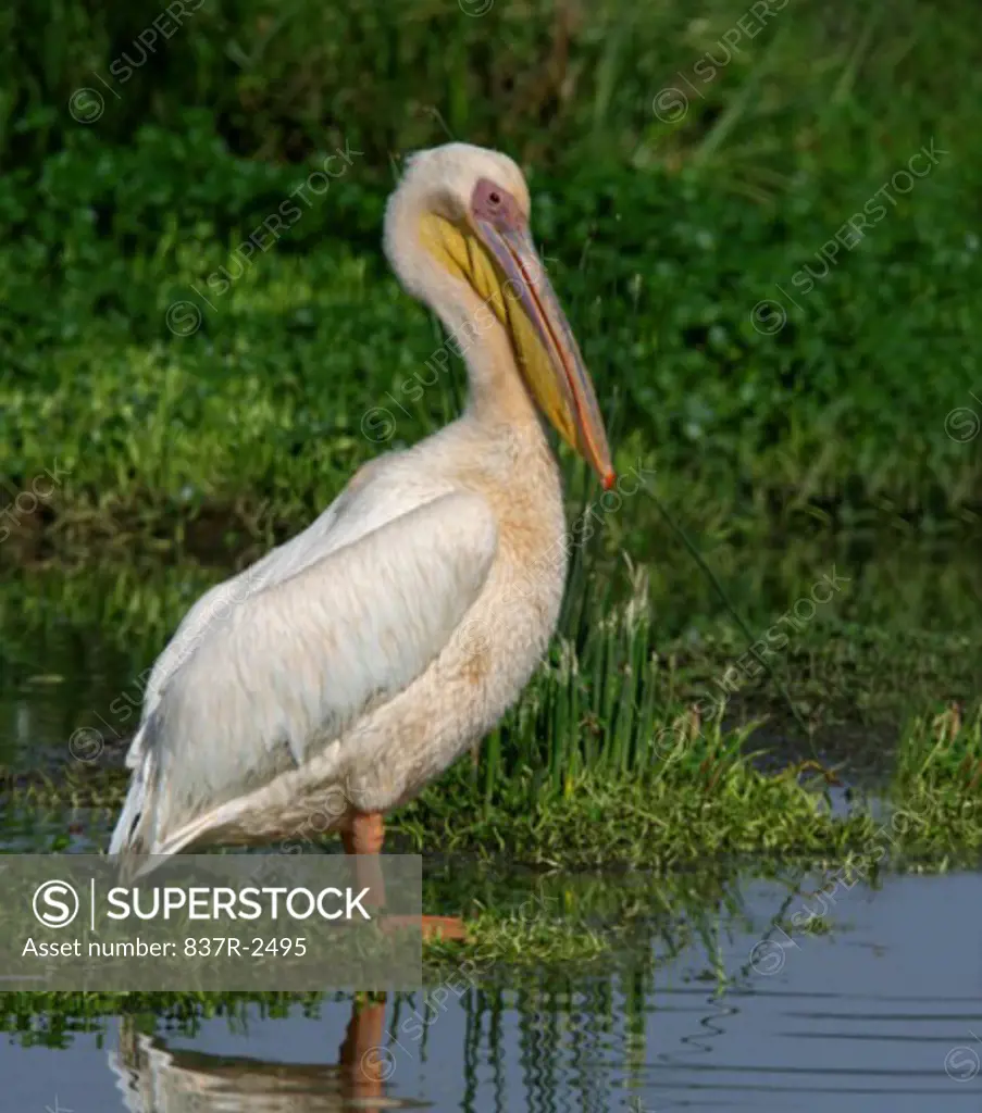 Great White Pelican in water