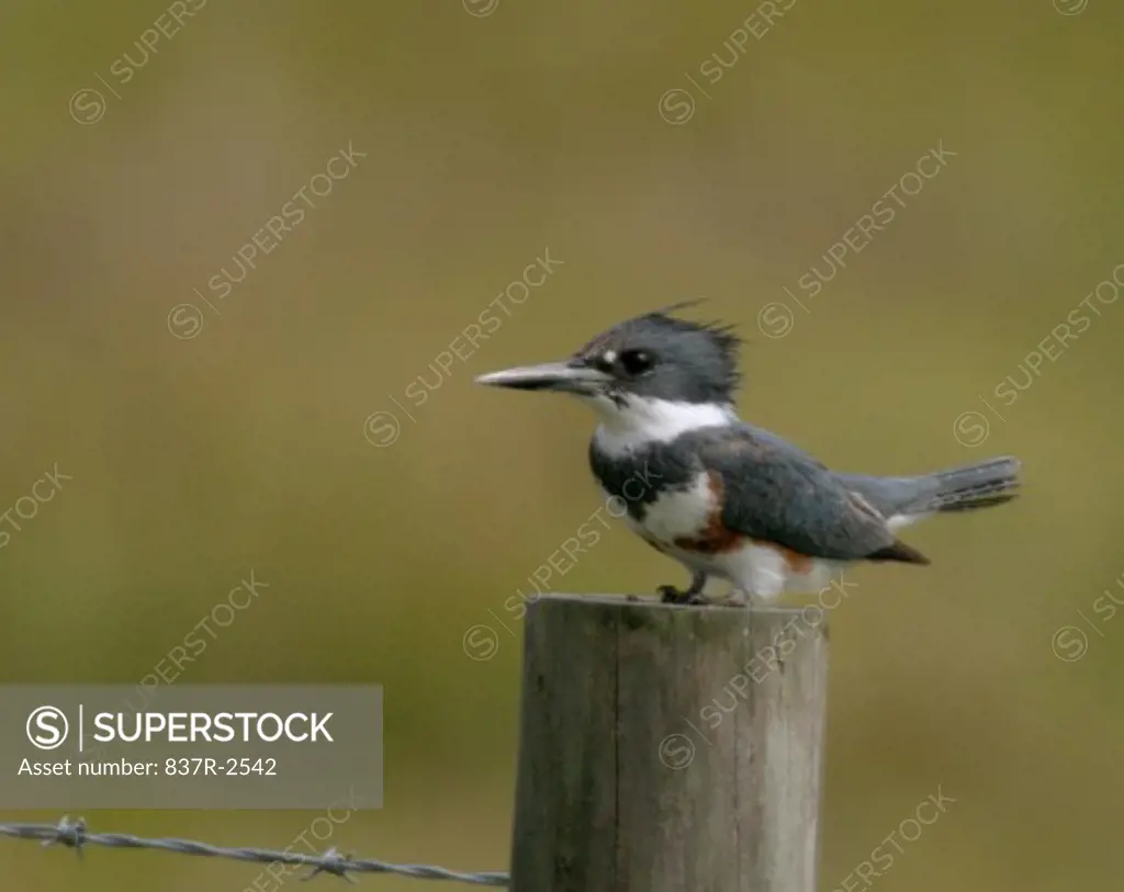 Belted Kingfisher on a wooden post