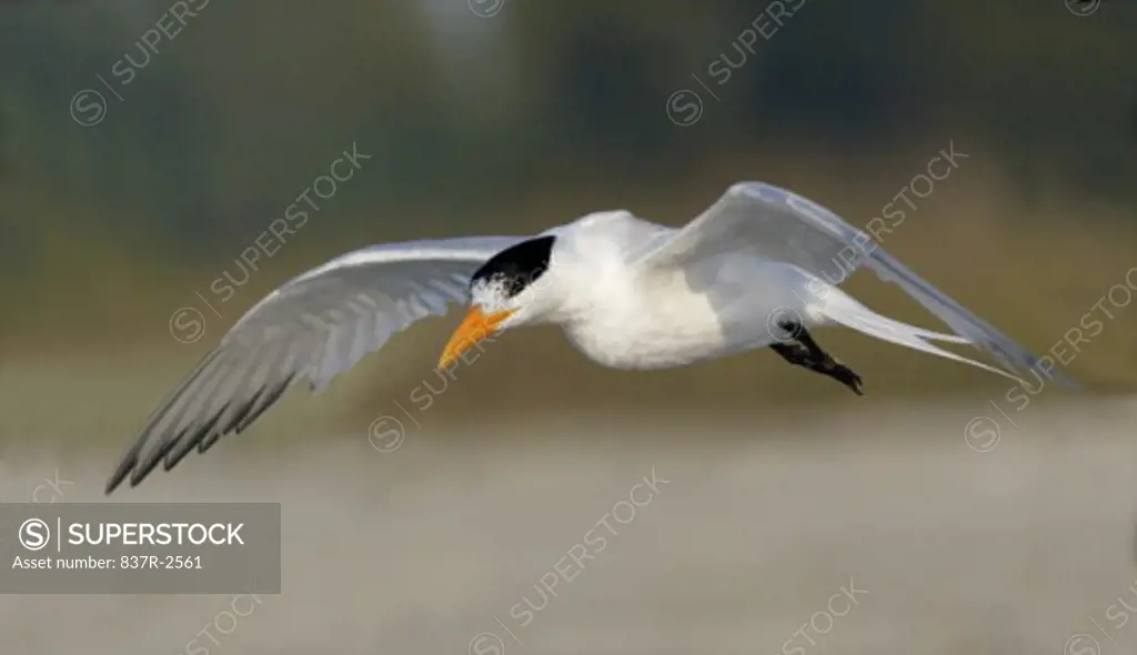 Royal Tern flying in the sky