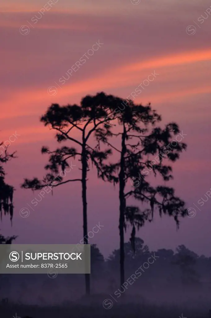 Silhouette of trees at sunset, Florida, USA